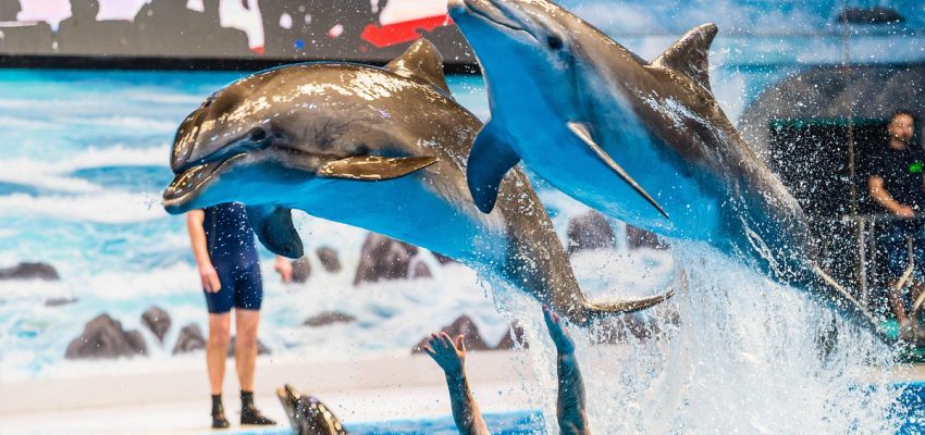 The Mesmerizing Dolphin Show in Dubai: An Unforgettable Experience